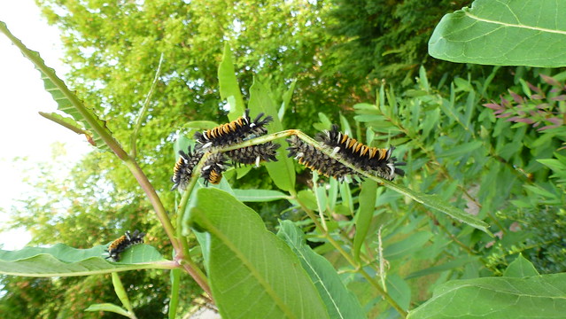 Tussock Moth Caterpillars, Euchaetes egle