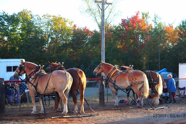 Durham Fair horses
