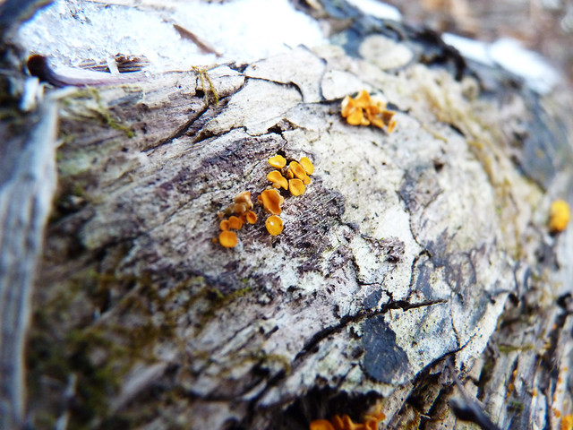 small orange mushrooms