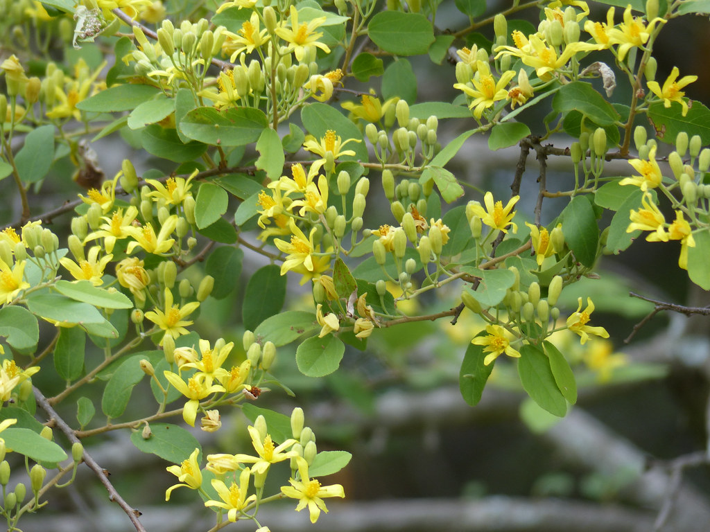 Climbing Raisin (Grewia caffra) | Lower Sabie Camp, Kruger N… | Flickr