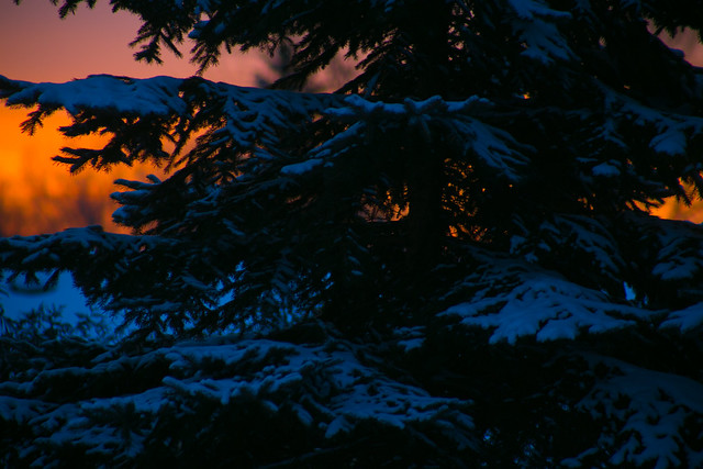 261/365 ~ Winter sunrise through the trees