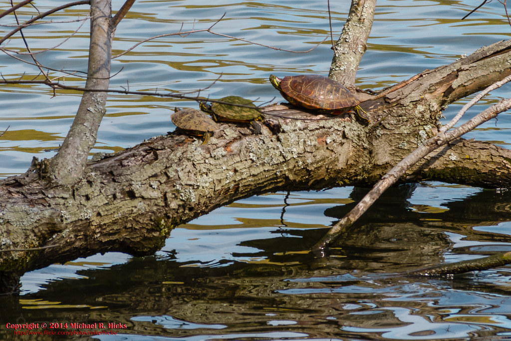 Radnor Lake State Park - April 15, 2014 | Radnor Lake State … | Flickr