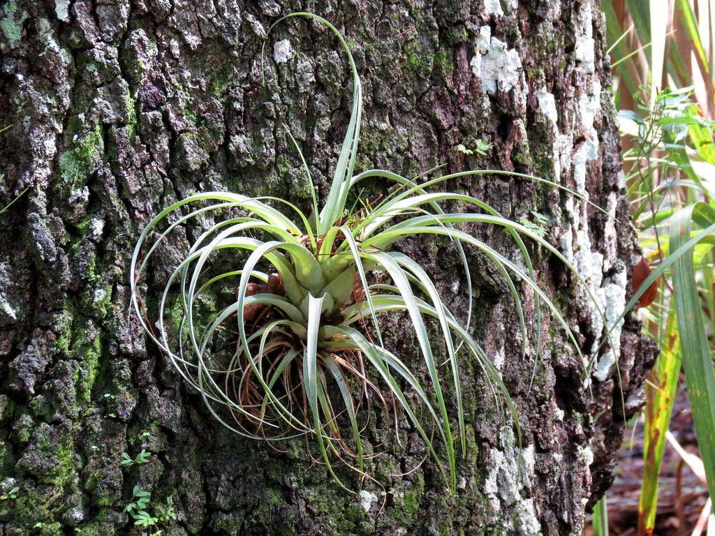 Bromeliad | Tillandsia sp. Tosohatchee Wildlife Management A… | Flickr