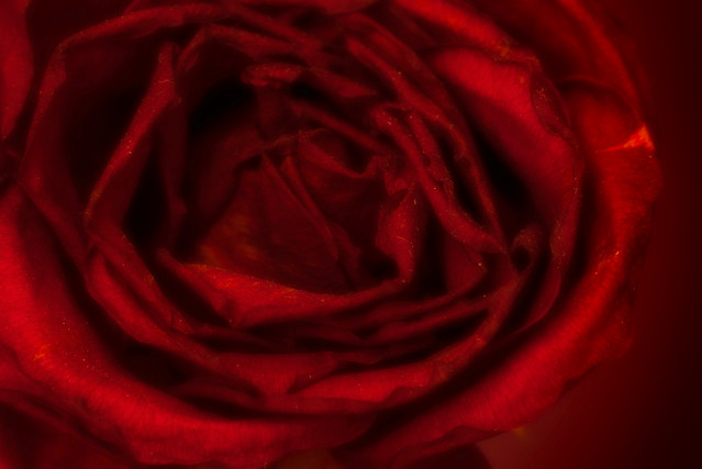 Red rose in soft focus