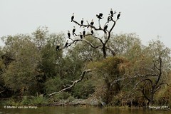 Djoudj national Park - Senegal
