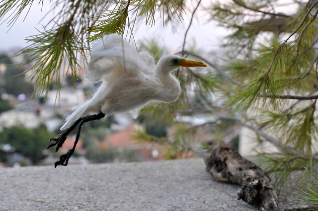 great white egret.