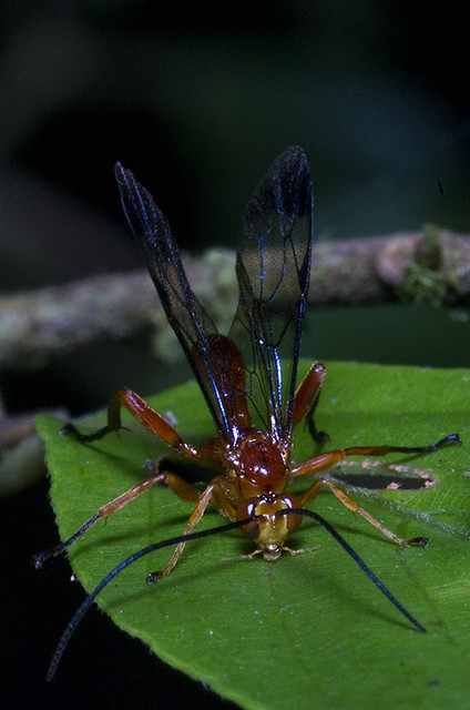 Vespa ou Marimbondo (Classe Insecta, Ordem Hymenoptera, Família Vespidae)