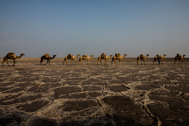Salt caravan driver crossing the stone desert in the Danakil Depression