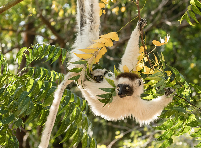 Verreaux's Sifaka:  mother with baby
