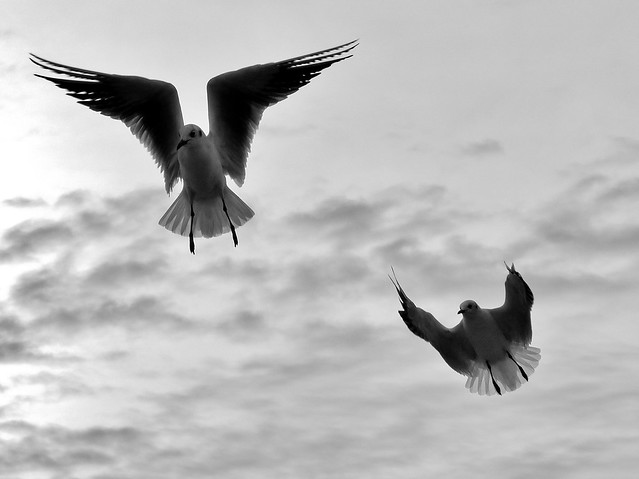 Möwen***Seagull