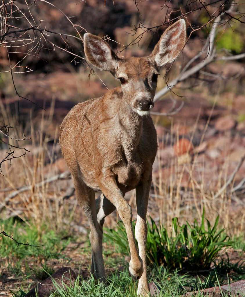 Mule Deer (Odocoileus hemonius) - Davis Mountains State Pa… | Flickr