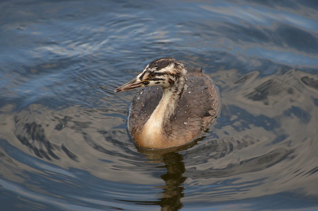Young Grebe