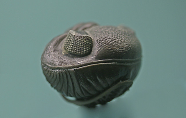 Trilobite eye