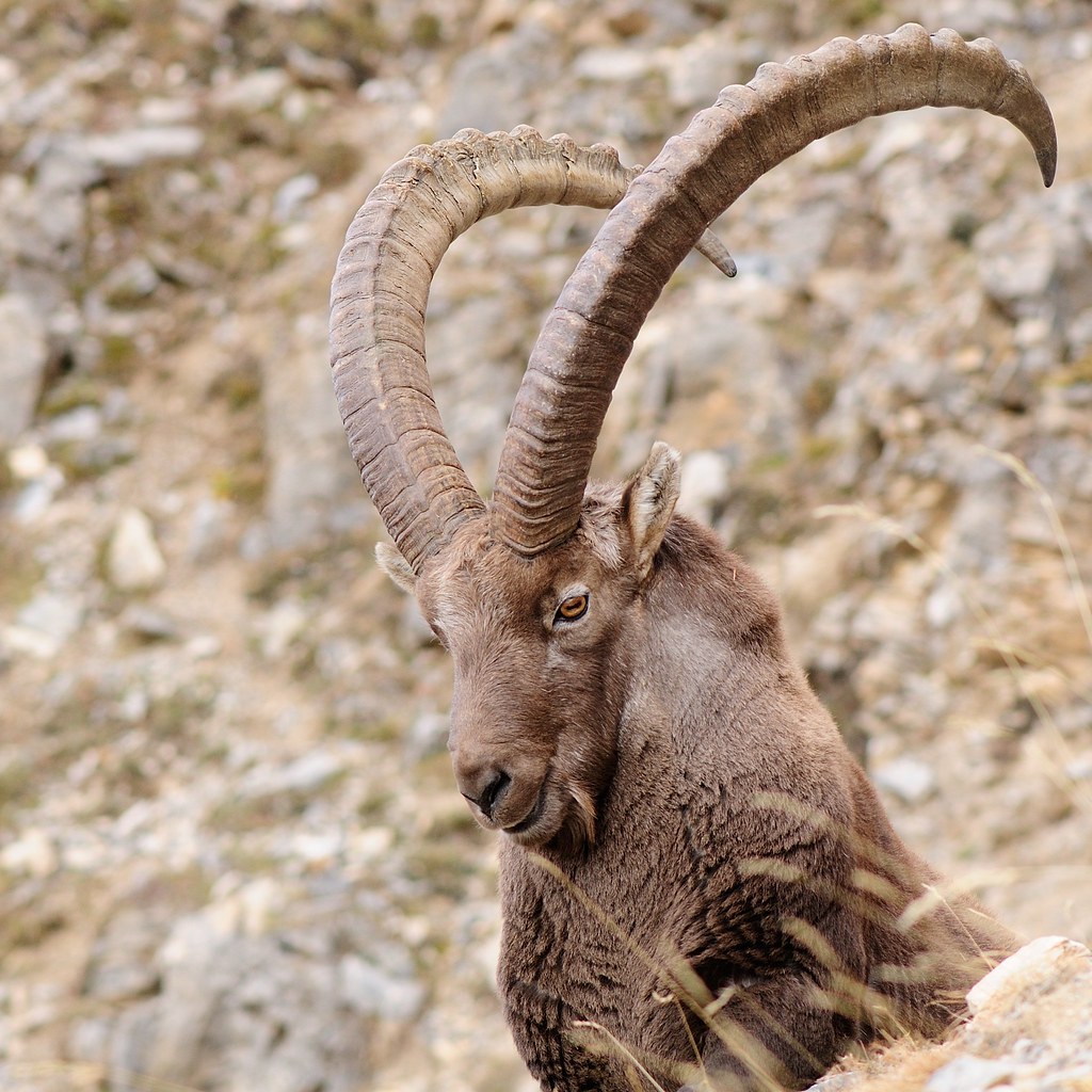 Bouquetin des Alpes (Capra ibex) | Portrait d'un vieux bouqu… | Flickr