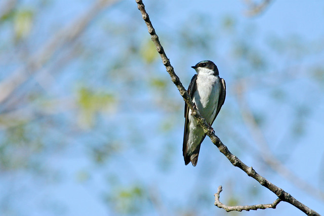 Tree Swallow- Moose Hill Wildlife Sanctuary, Sharon MA