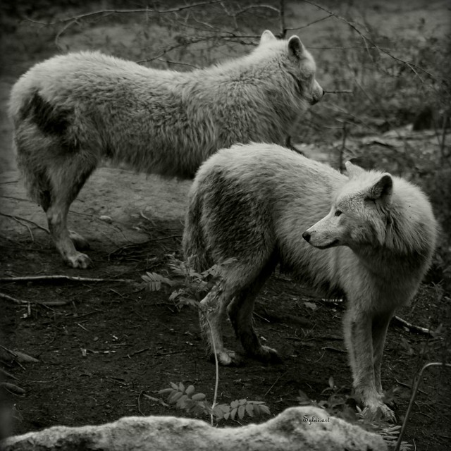 Deux loups blancs