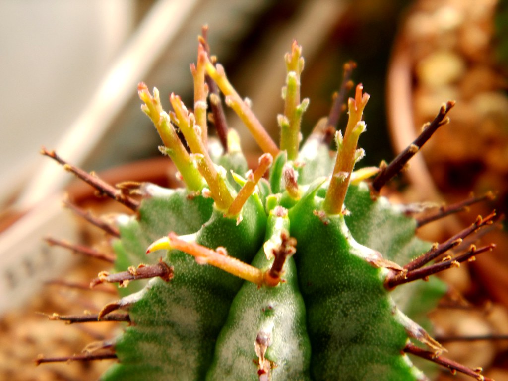 Euphorbia horrida Boiss. detail