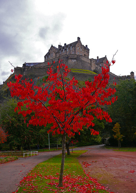 Red Tree - Edinburgh Castle