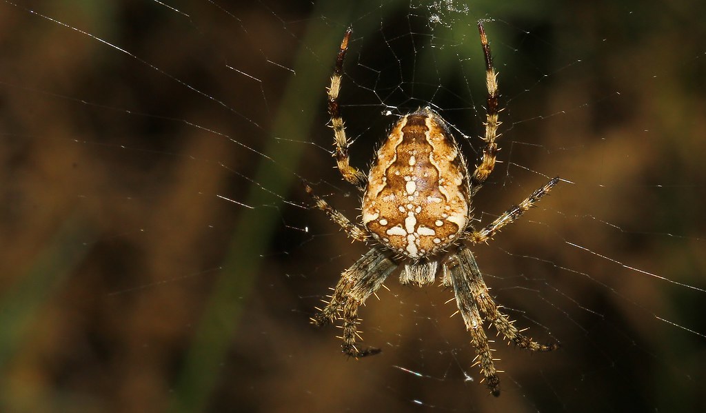 Garden Spider 140916 (3)
