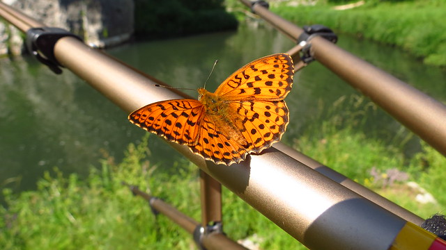 Butterfly on a tripod