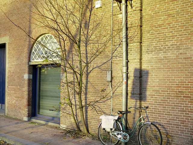 Sunlight and shadows of a tiny tree in Fall on a brick wall of Entrepotdok-buildings, Amsterdam city, along the canal Entrepotdok; on the border of the old city center of Amsterdam; urban photography, Fons Heijnsbroek 2013