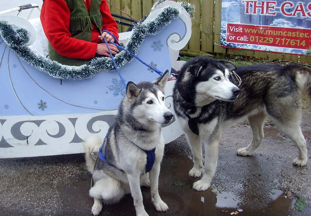 Husky dogs offering sled rides around the gardens