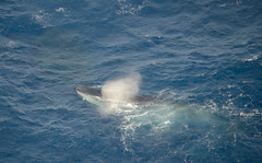 Bryde's Whales