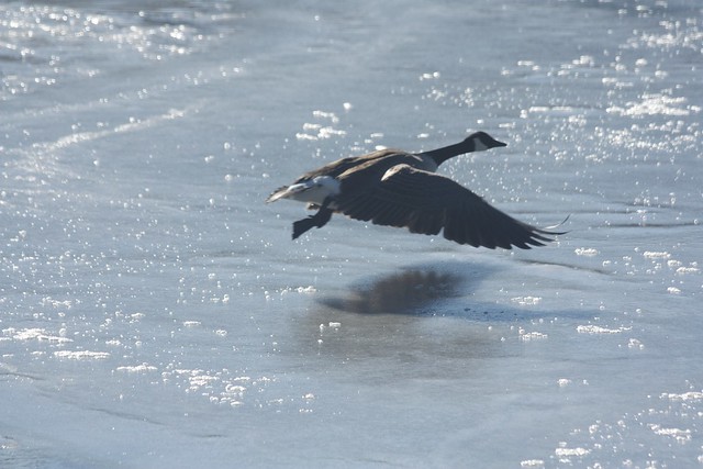 Flying low over the ice