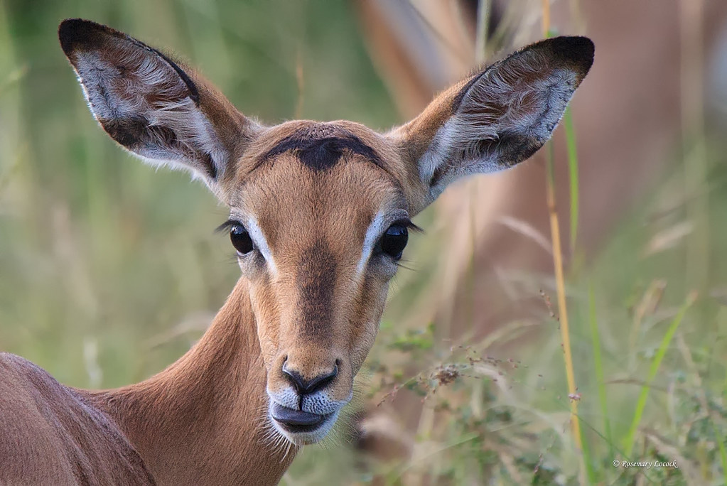 Impala Fawn | The name impala comes from the Zulu language ...
