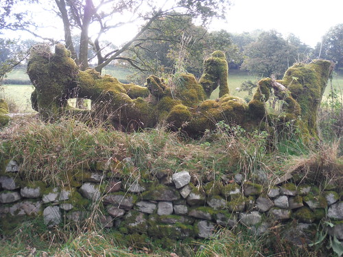 Mossy Treestump and Drystone Wall SWC Walk 280 Henrhyd Falls - Sgwd Henrhyd (Craig y Nos Circular) 