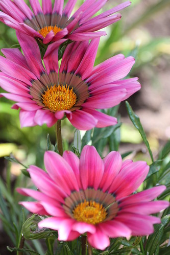 Pink Gazania flower | by Laurine B.