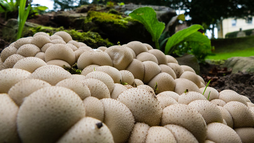 Cluster of puffballs