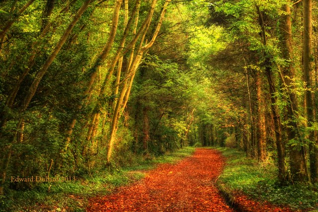 A quiet path thru' the wood.