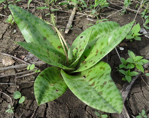 Ledebouria sp by obety Jose Baptista, from muepane  in Metuge district /Cabo delgado province Mozambique