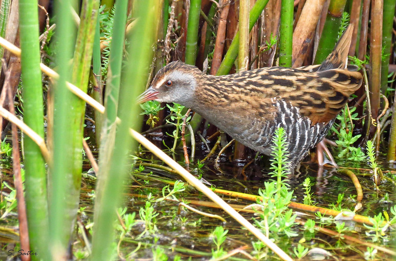 Austral Rail / Rallus antarcticus photo call and song