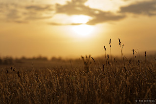 20140208-21-Sunset grass fields.jpg