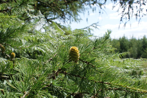 Pines in Derbyshire | by unplugtips