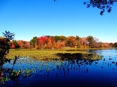 Mill Pond Park -- Autumn (9)