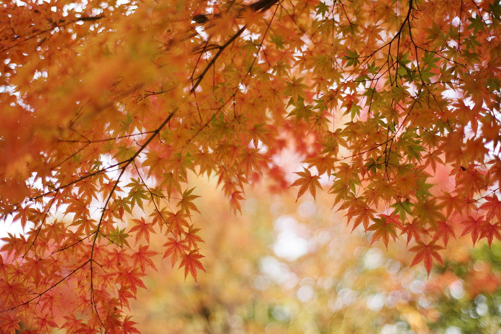花もみじ | けんたま/KENTAMA | Flickr