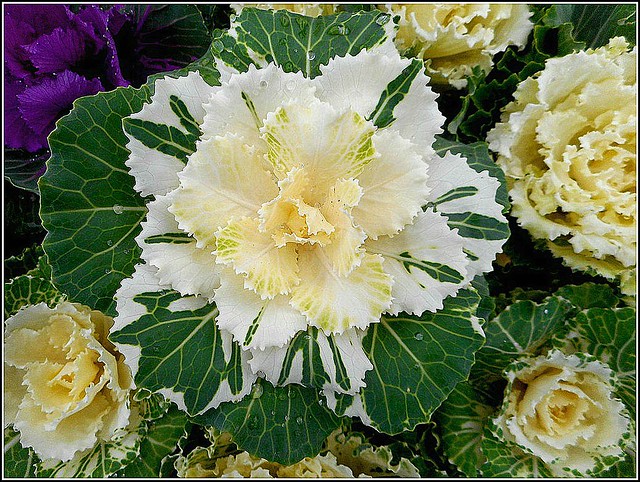 Ornamental Cabbage ..