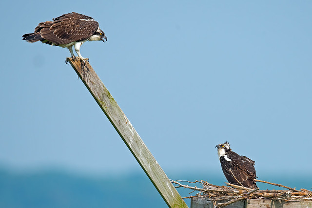 Juvenile Osprey Interacting