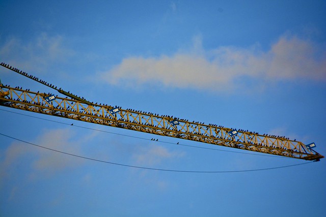 Birds on a crane