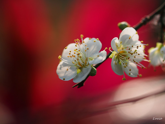 梅（Plum Blossom)