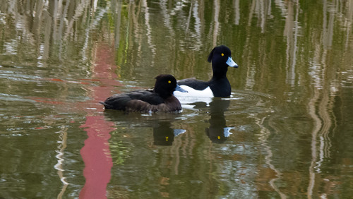 Pair of tufted ducks, Sandwell Valley