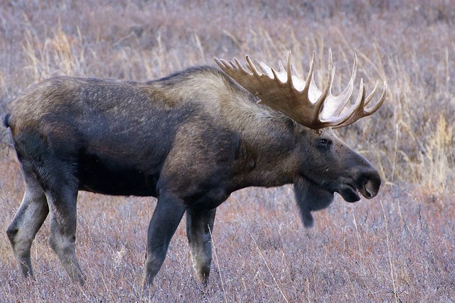 Bull Moose - Profile