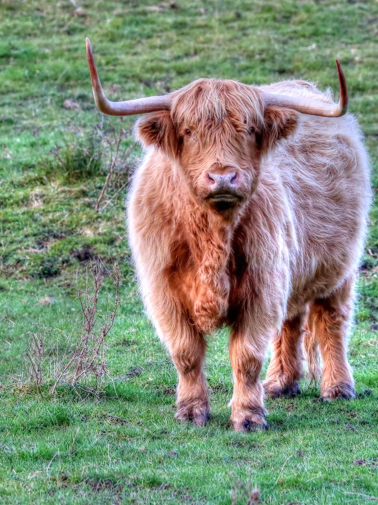 Highland Cattle | Scoar Dale, Millington Pastures | Robin Denton | Flickr