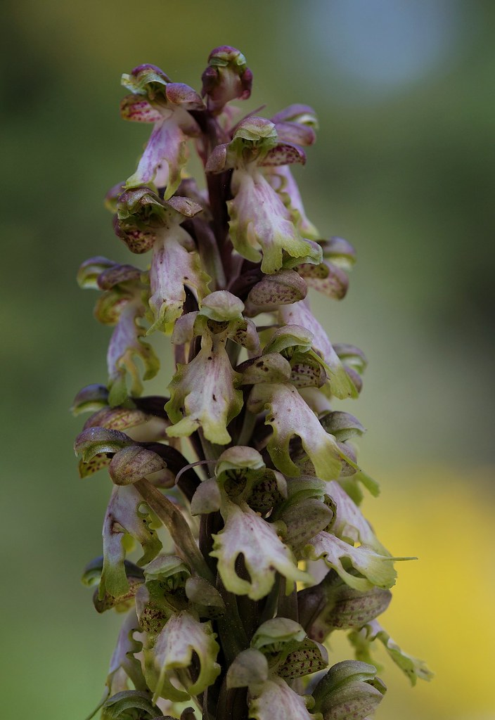 Riesenknabenkraut, Himantoglossum robertianum