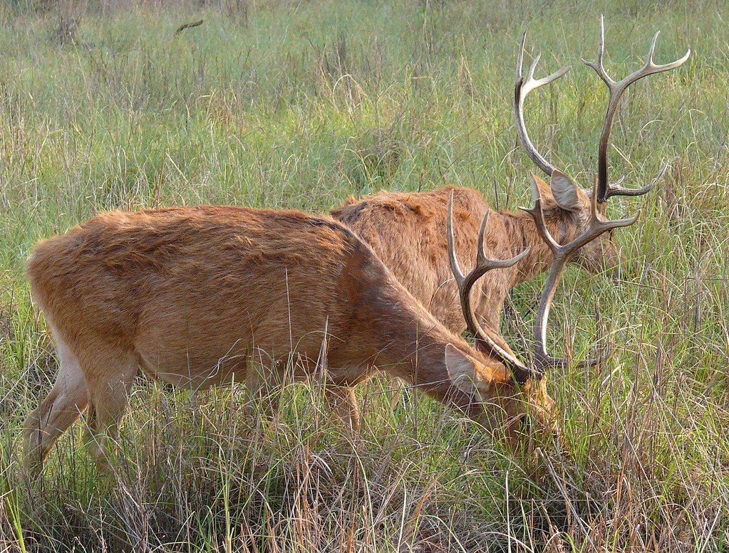 Barasingha Deer (4)