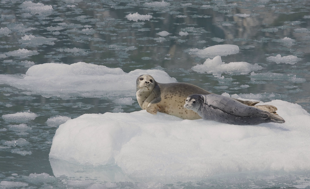 Harbor Seal (Phoca vitulina). A quiet heap of calm. — Gregory 'Slobirdr' Smith, CC BY-SA