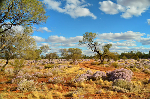 nature landscape australia outback westernaustralia australianoutback outbackaustralia wiluna 17south canningstockroute gibsondesert littlesandydesert pathslesstravelled